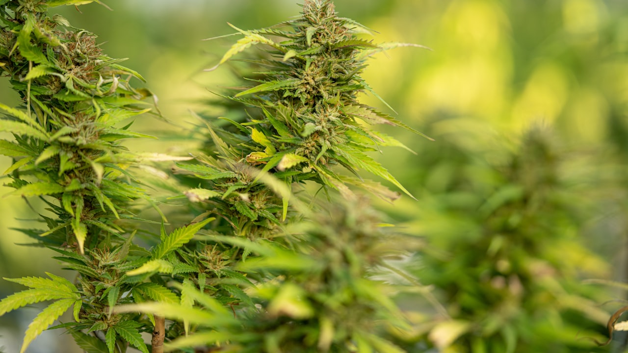 How to Grow Marijuana in a Hydroponic Tray